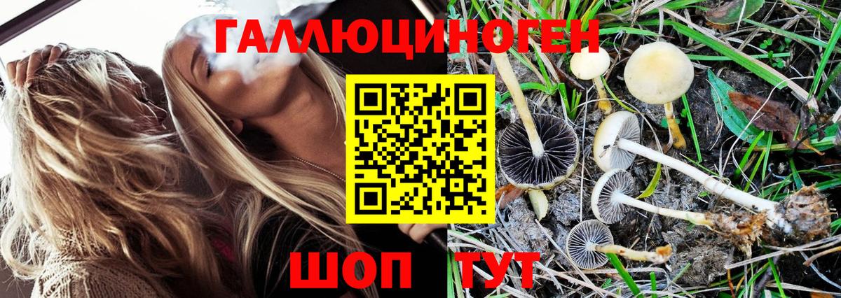 Псилоцибиновые грибы Psilocybe Ирбит